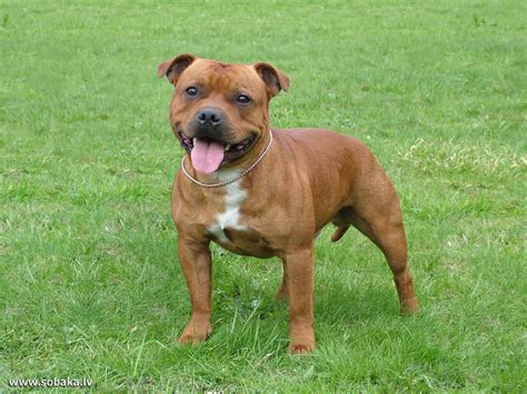 Staffordshire .
